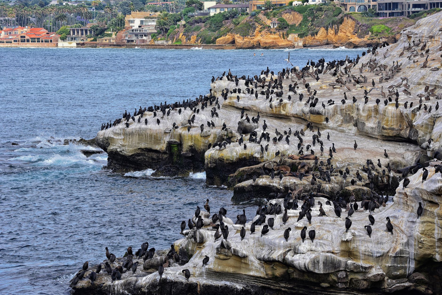 Seabirds gather on rocky coast in San Diego, California, with scenic seaside views.