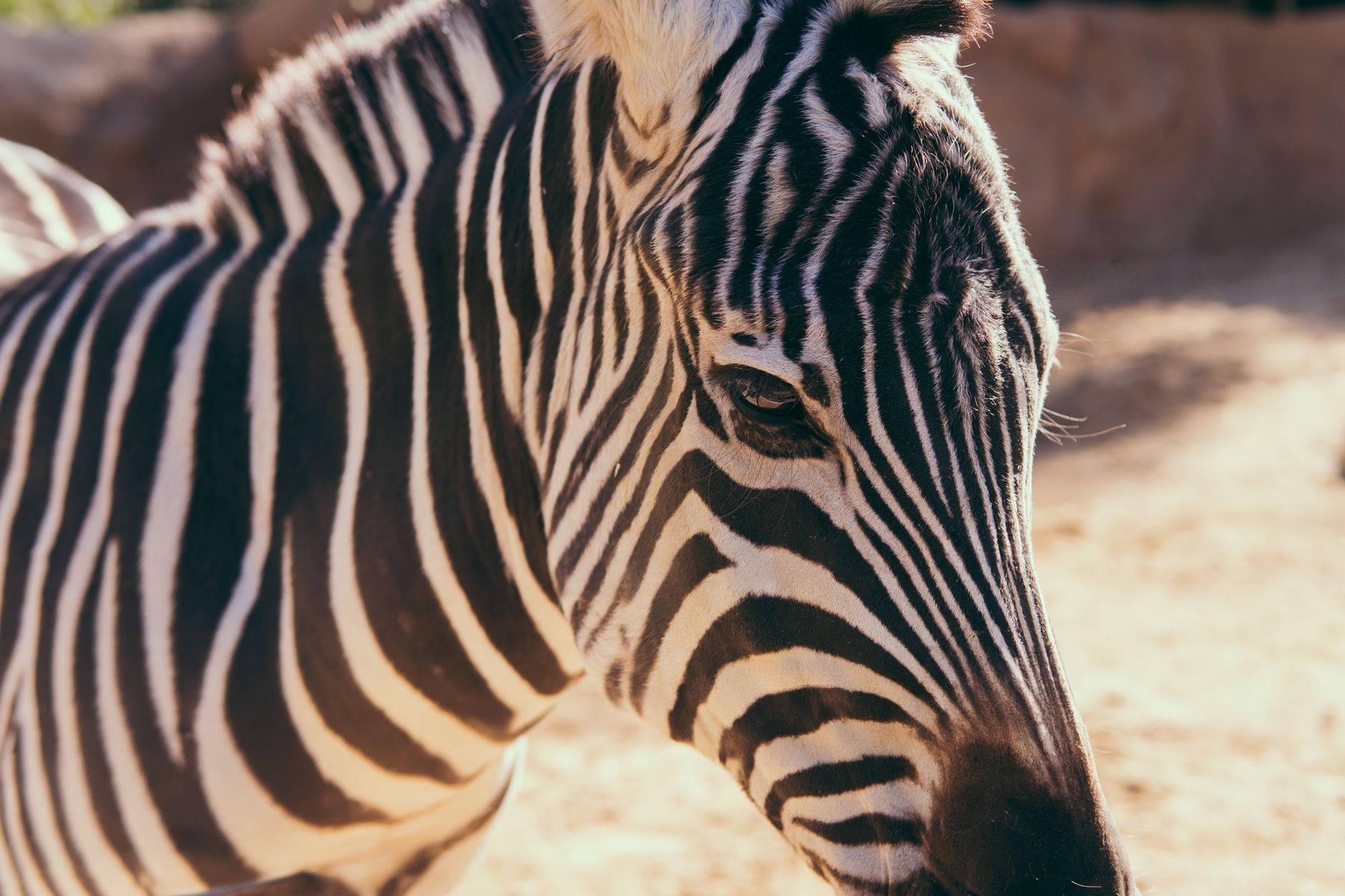 Detailed close-up of a zebra's face showing its distinctive black and white stripes at San Diego Zoo.